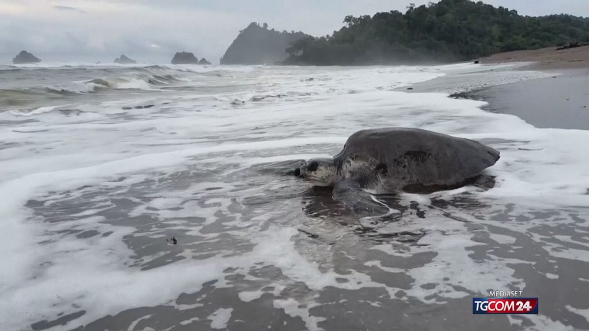 RITORNO TARTARUGHE PANAMA SRV