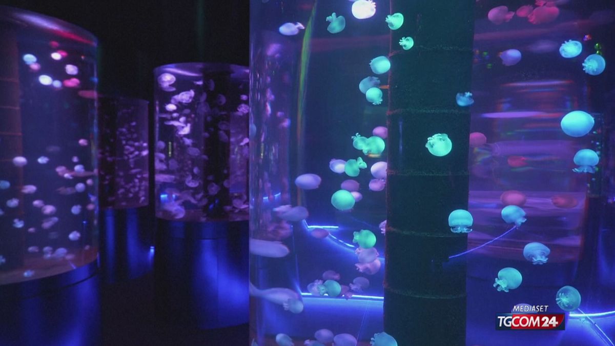 In Florida il primo museo degli Stati Uniti dedicato solo alle meduse