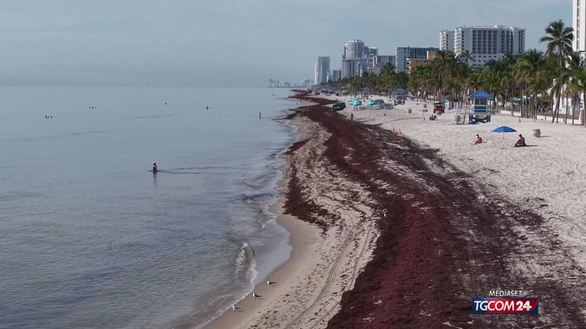 Il sargasso torna a colpire le spiagge della Florida