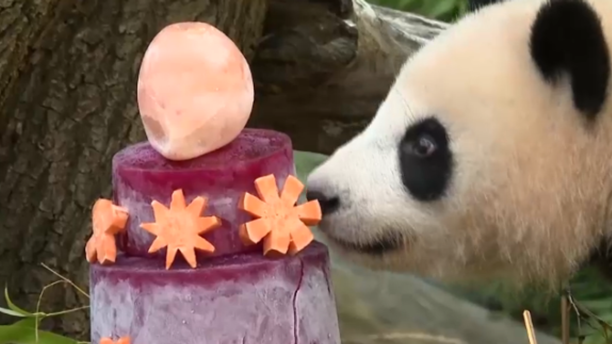 Panda gemelli festeggiano il compleanno... con una torta a piani