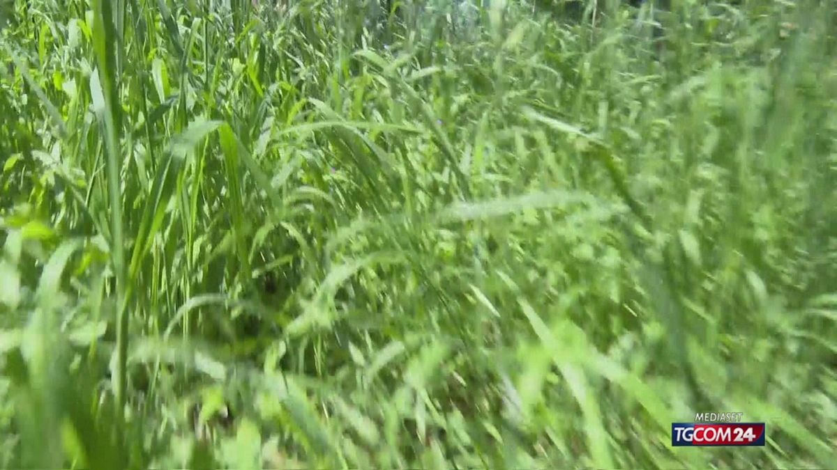 Milano, arriva il Piano del Verde per le aziende agricole: "Impegno trentennale per la biodiversità"