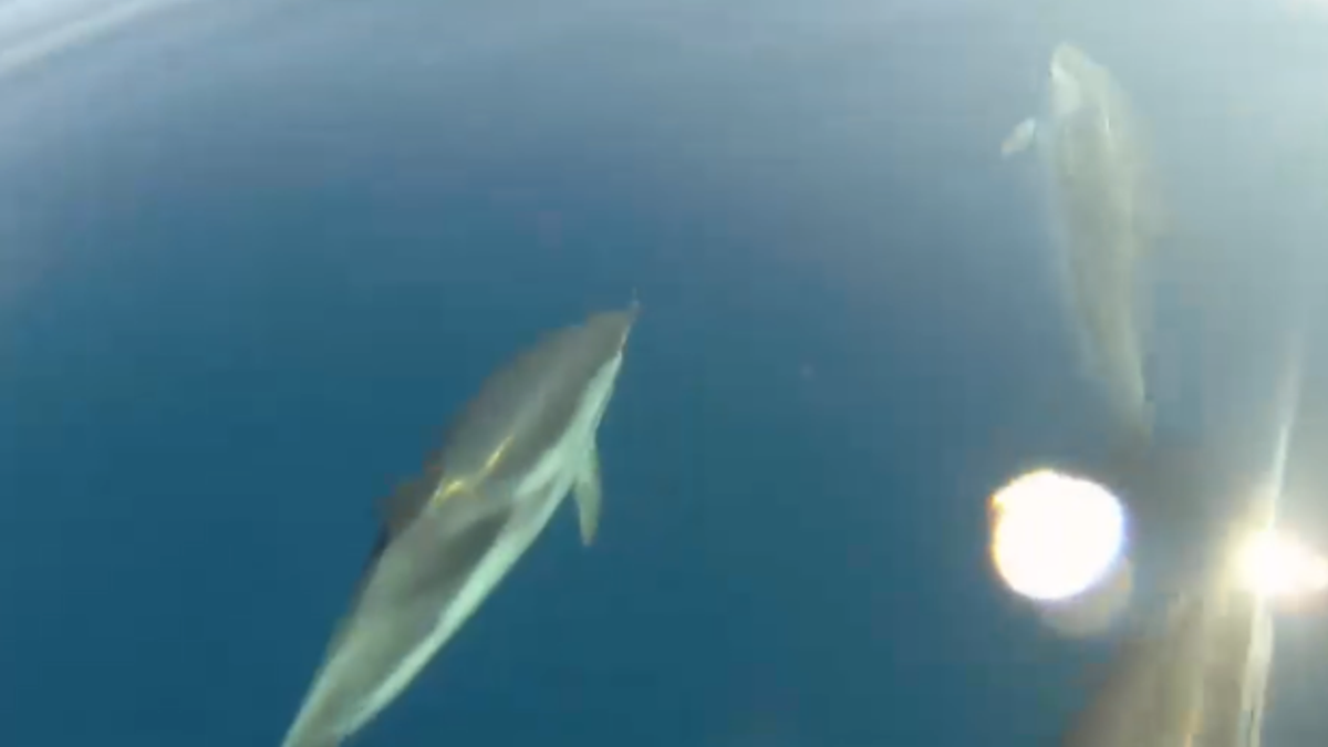 Le strategie di caccia dei delfini: conchiglie come trappole