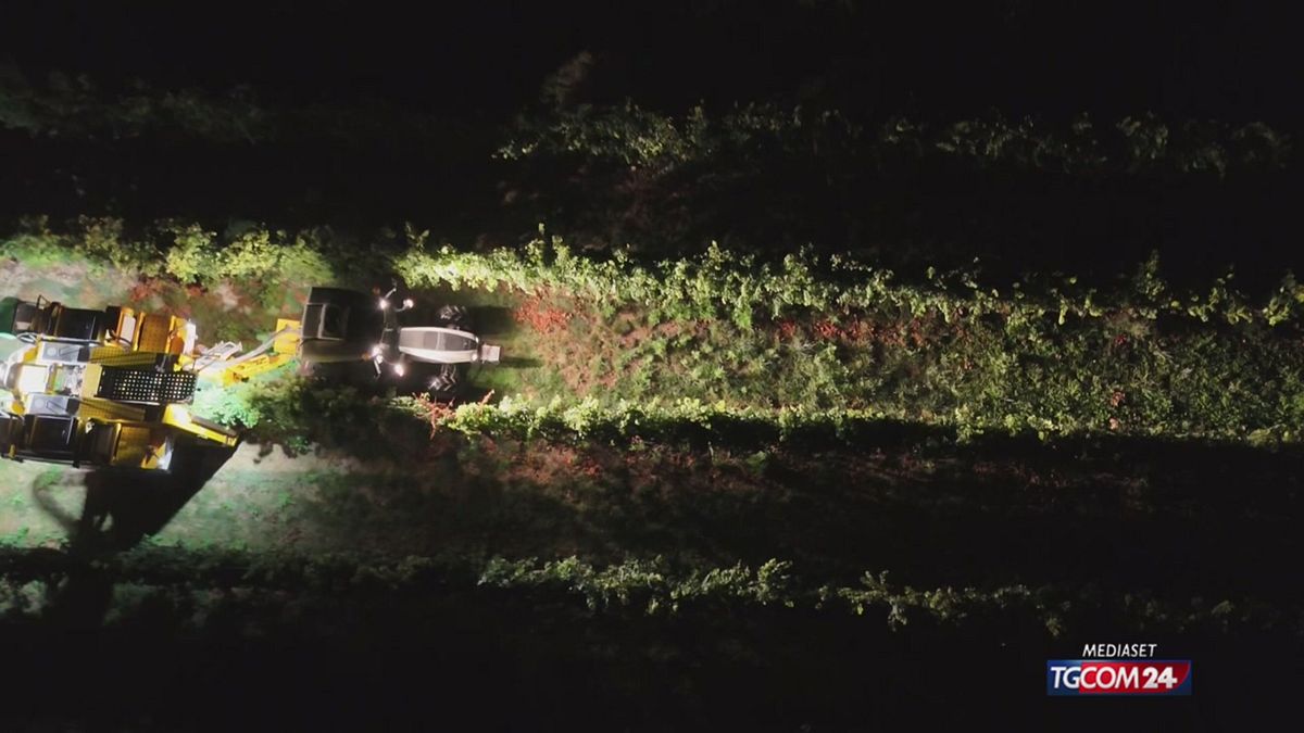 12.00 LA VENDEMMIA (ANTICIPATA) DI NOTTE SRV