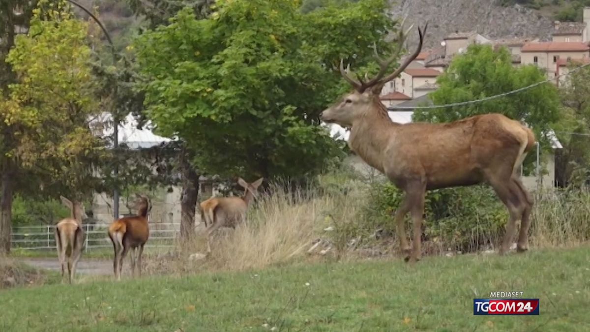 18.05 CERVI E MALEDUCAZIONE SRV