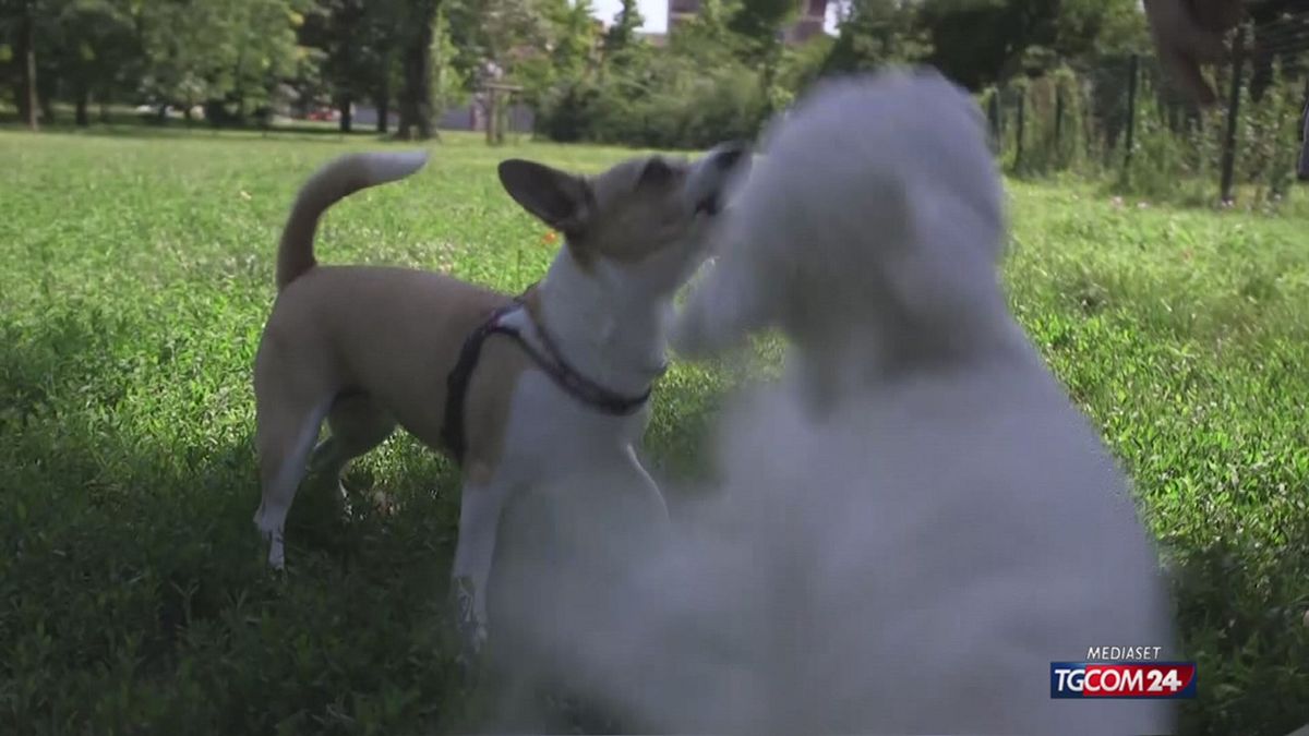 12.00 GIORNATA MONDIALE DEL CANE SRV