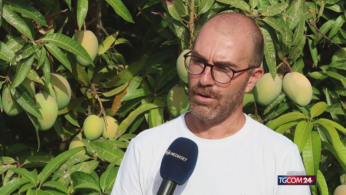 18.00 I MANGO NEL MIRINO DEI LADRI SRV