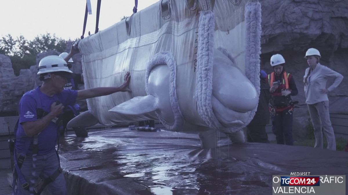 Chiude un parco marino in Canada: delfini e beluga salvati dall'acquario di Valencia