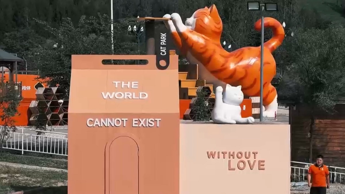 In Cina apre una casa per... gatti randagi