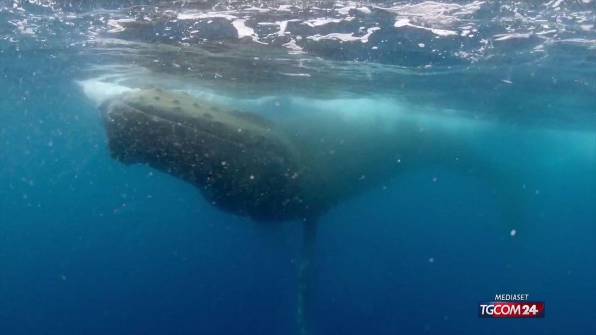12.00 IL MUSEO DELLE BALENE SRV
