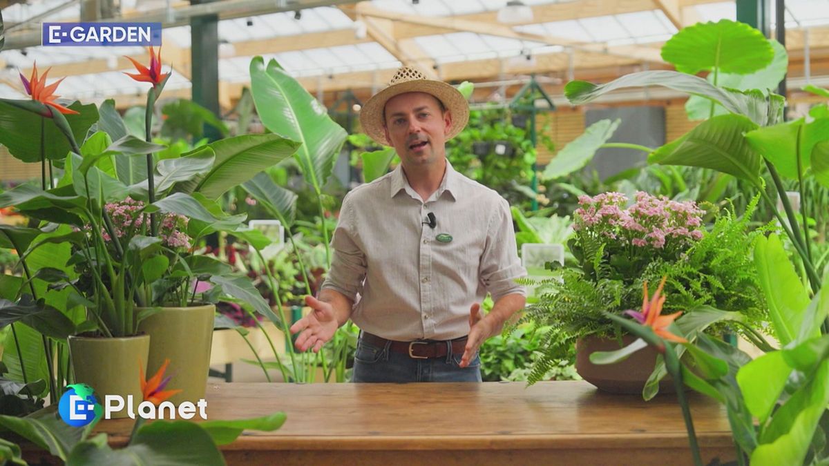 E-Garden: l'uccello del paradiso