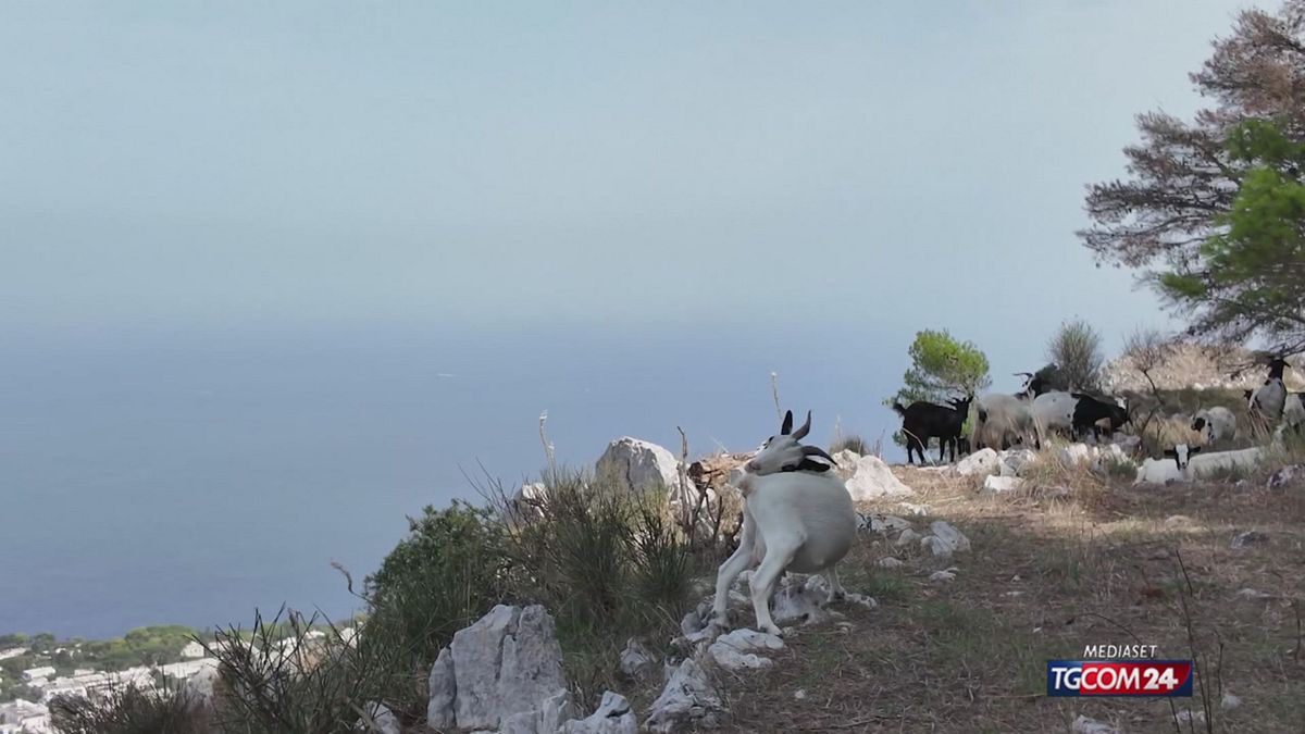18.10 ANACAPRI, LE CAPRETTE VANNO SPOSTATE
