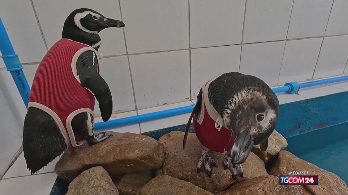 Pinguini Cile x sito SRV