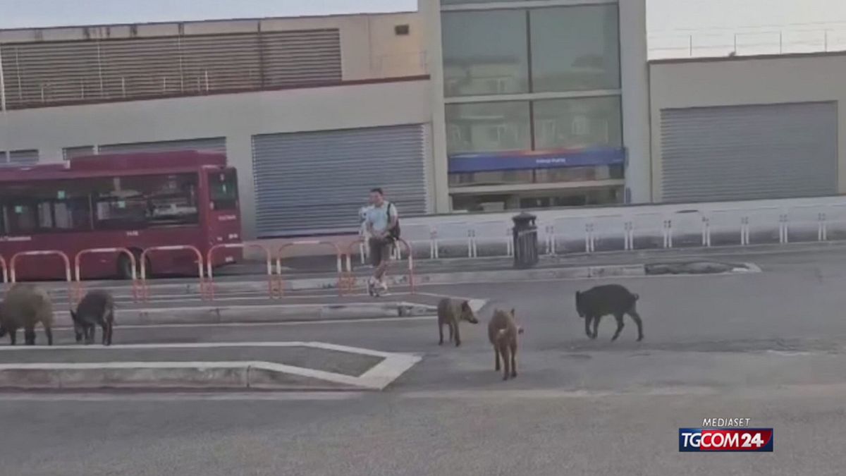 18.00 CON IL CALDO TORNANO I CINGHIALI