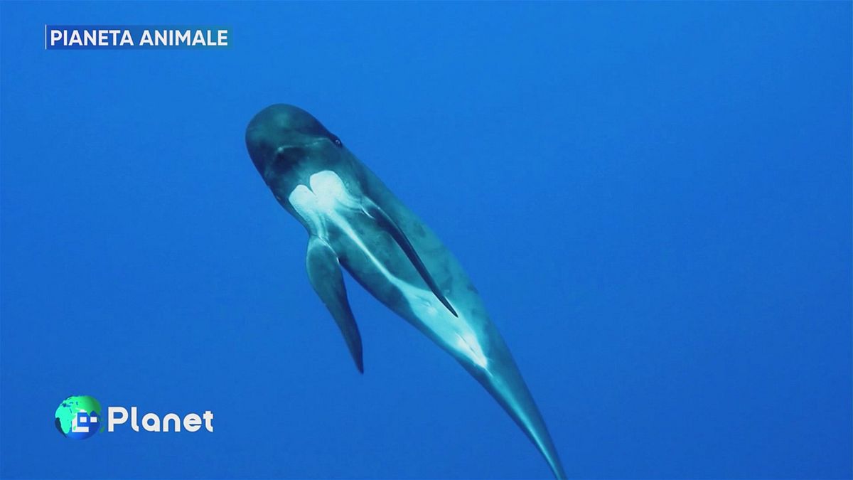 Pianeta Animale: cetacei