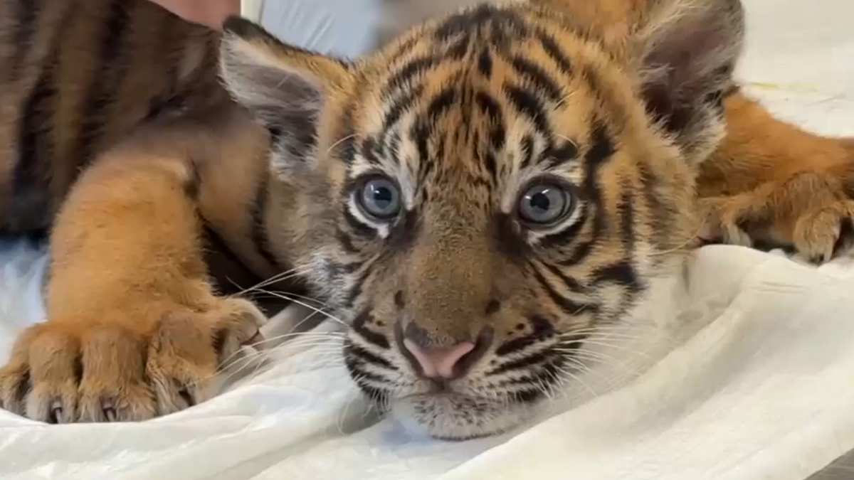 In uno zoo vicino ad Atene nascono tre cuccioli di tigre di Sumatra