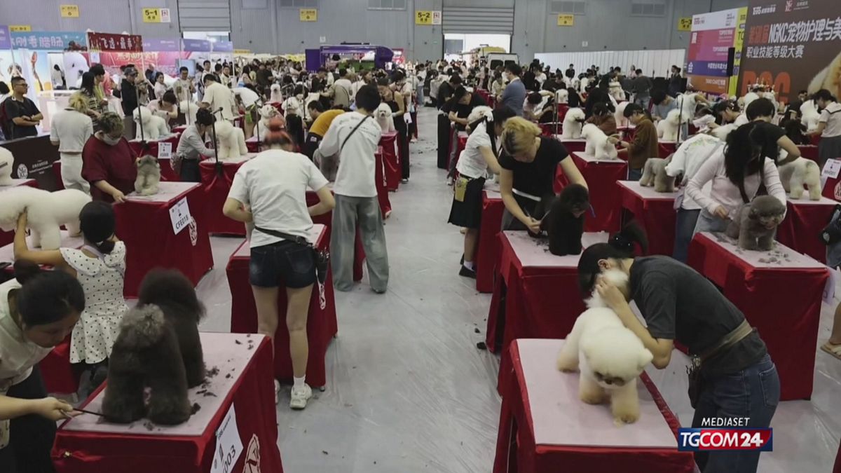 In Cina il concorso di toelettatura per animali