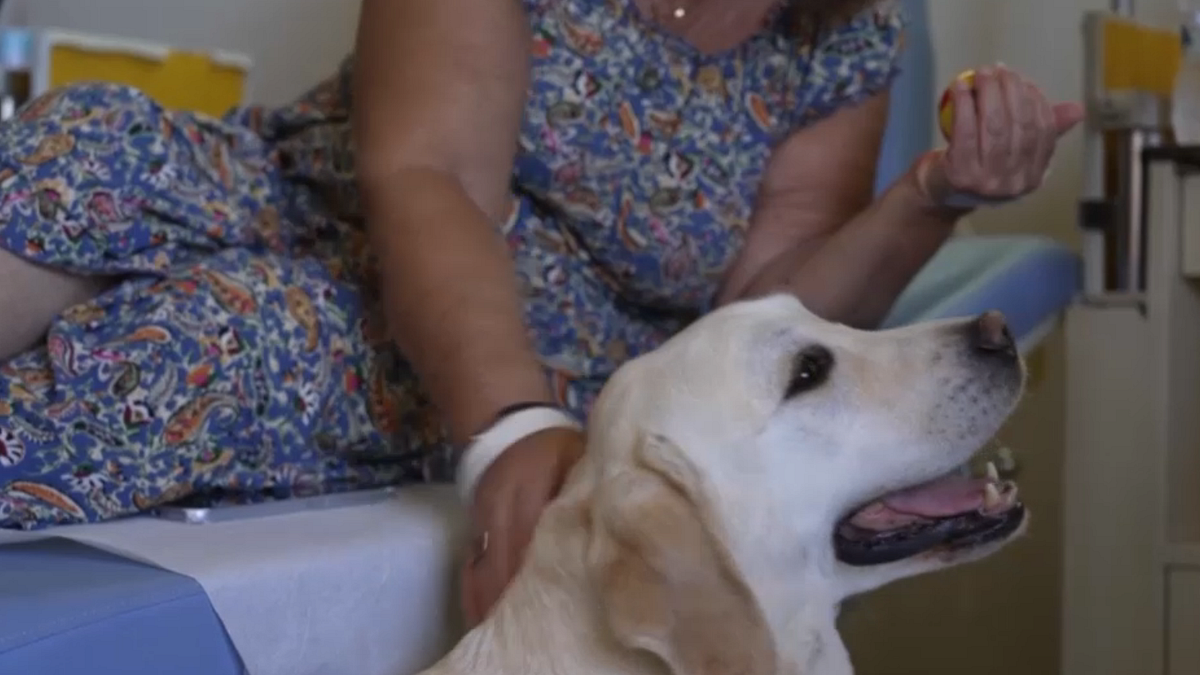 Ecco Dylan, il primo cane "paramedico" per confortare i pazienti oncologici