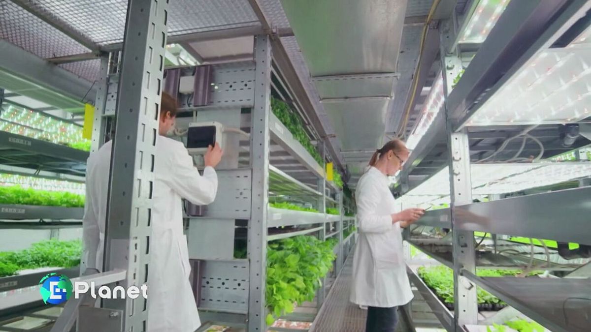 Il futuro dell'agricoltura è verticale