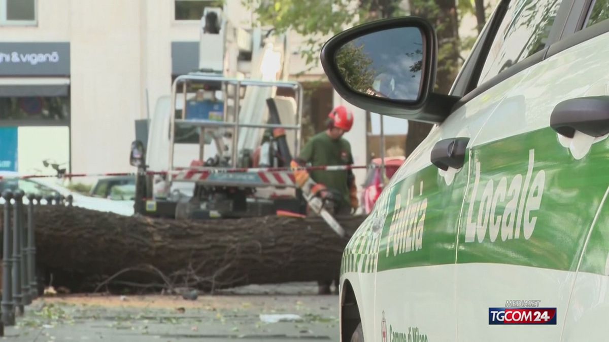 Albero caduto a Milano, l'edicolante: "Tragedia annunciata, diverse le segnalazioni"