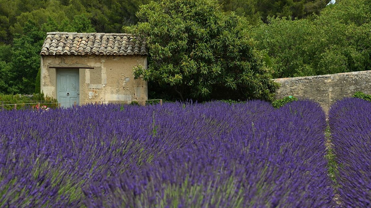 Saint Remy de Provence: sulle tracce di Van Gogh