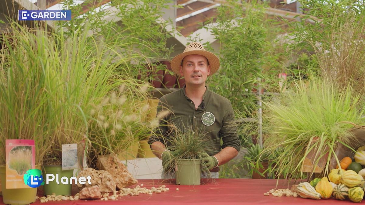 E-Garden: le graminacee ornamentali