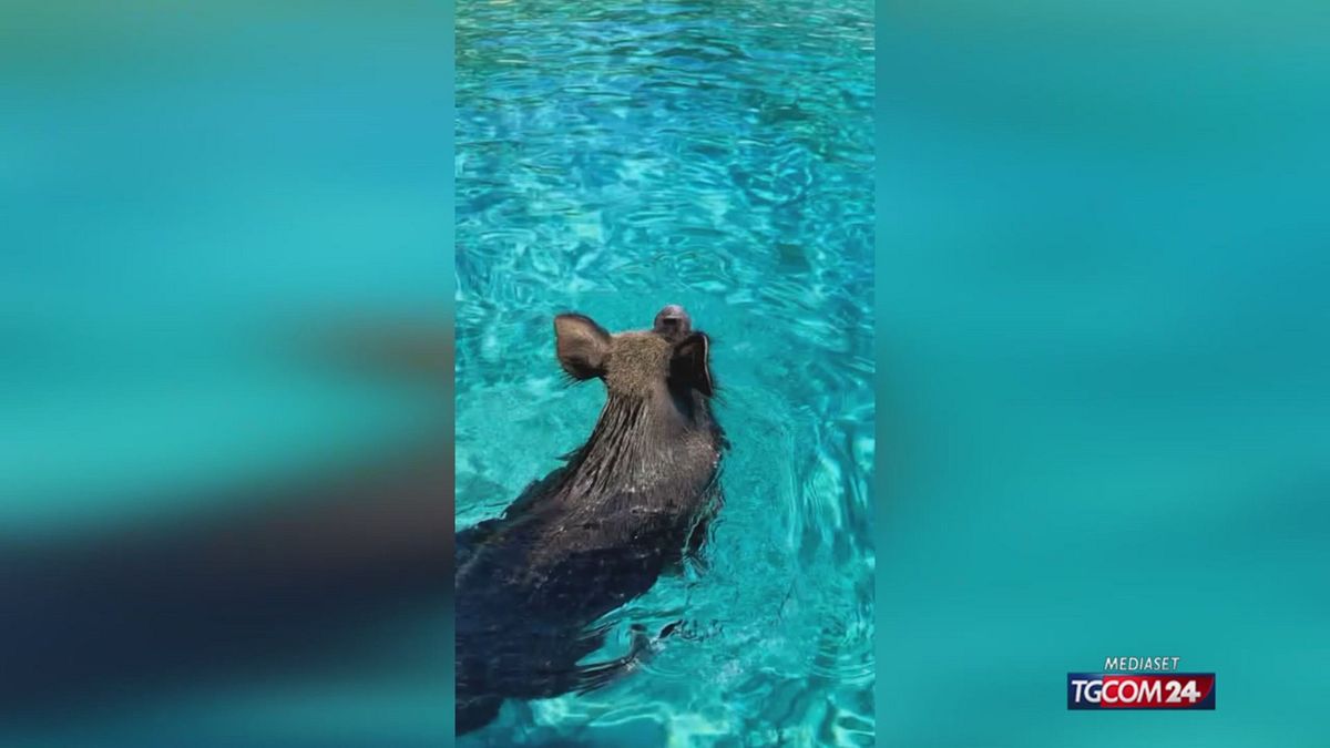 maialini al mare per sito SRV