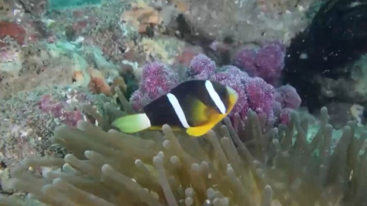 Meraviglie sotto il mare: le immagini dei coralli nei mari cinesi
