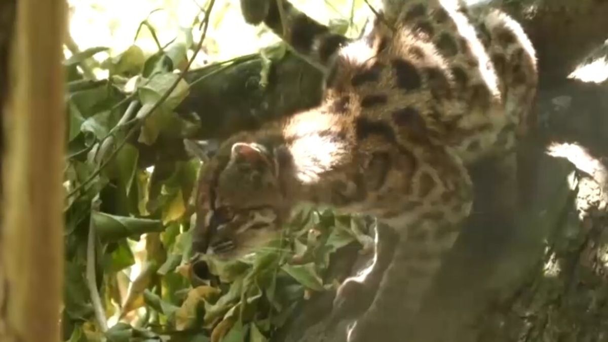 Le prime immagini del Tilcayo, una nuova specie di felino
