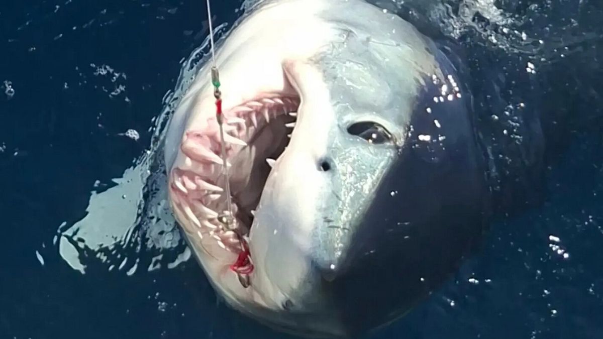 Squalo mako si aggancia all'amo del campione di pesca Marco Volpi