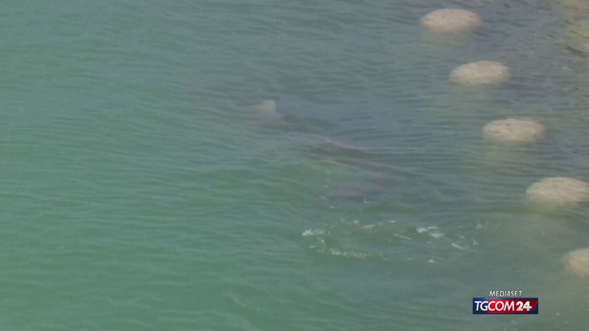 Squalo intrappolato in un canale a Busan