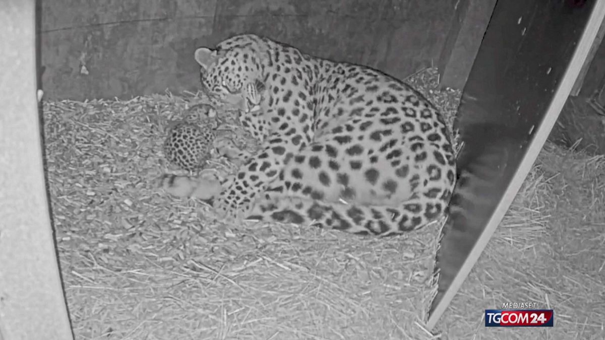 LEOPARDO DANIMARCA X SITO SRV