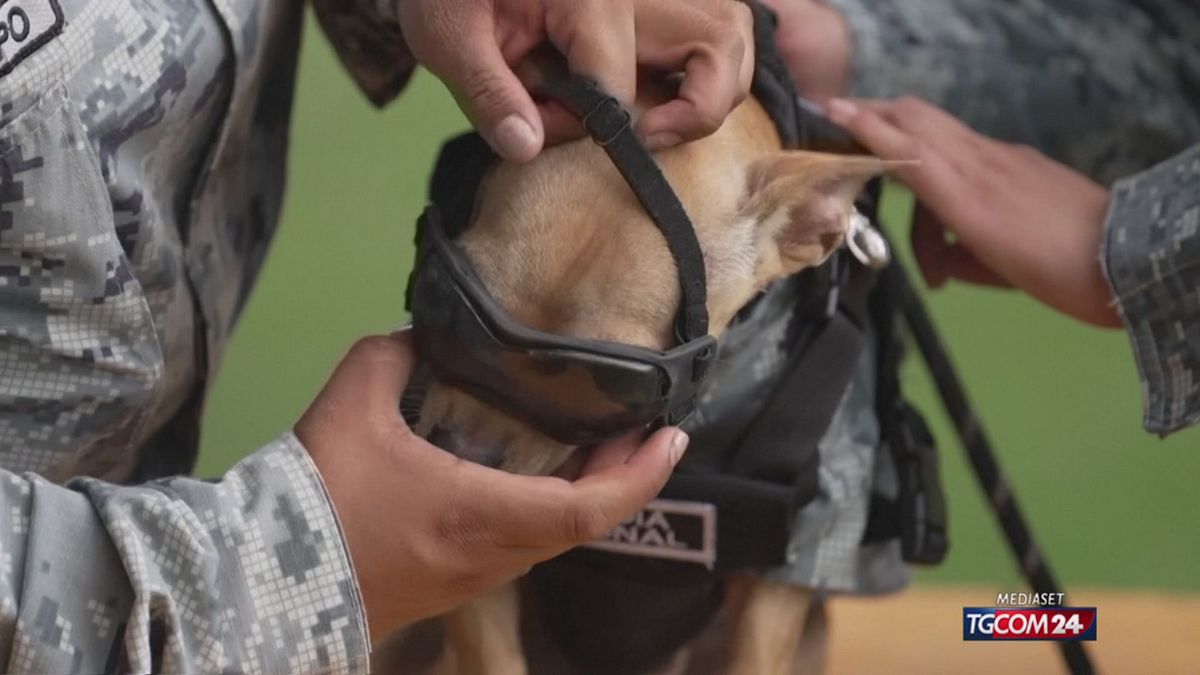 CHIHUAHUA COMMANDO SITO SRV