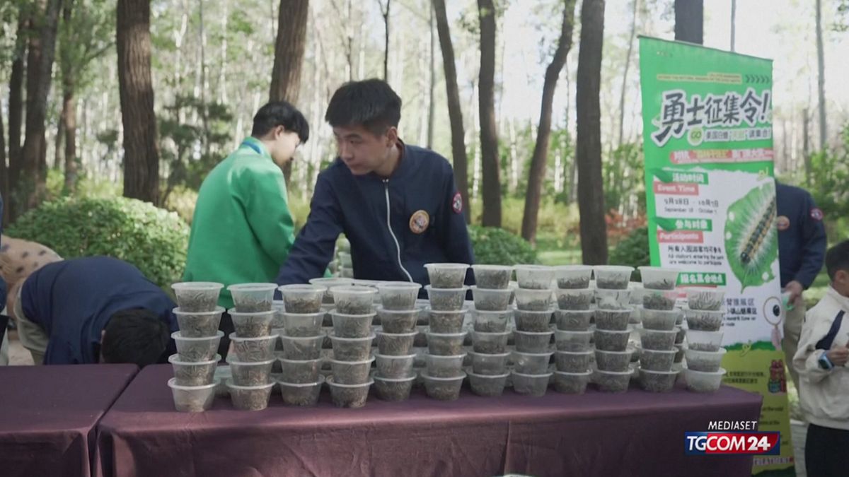 Caccia al bruco in Cina: il Parco lancia la sfida ai visitatori