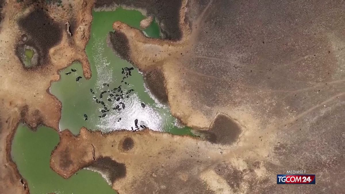La morsa della siccità sullo Sri Lanka, anche gli animali non hanno più acqua