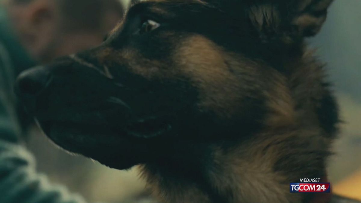 12.00 CINEMA E ANIMALI SRV