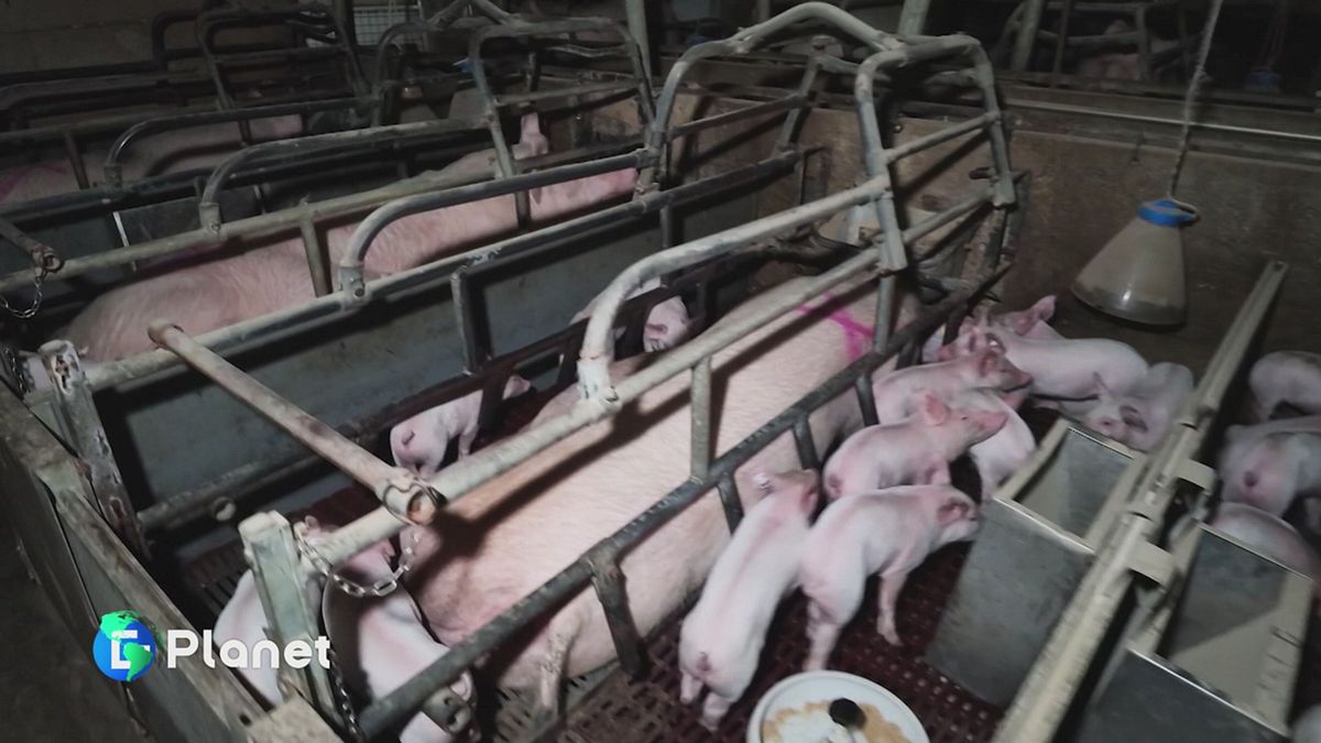 Gabbie Vuote: la campagna di Essere Animali