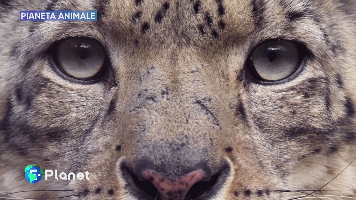 Pianeta Animale: leopardo delle nevi