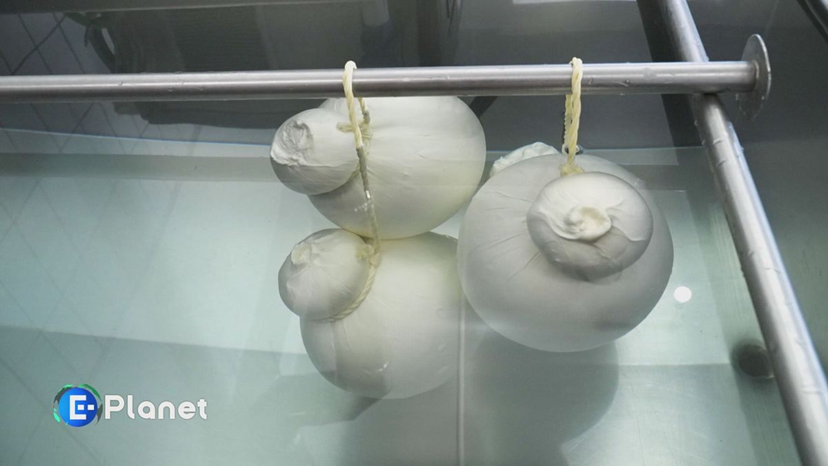 Caciocavallo in Irpinia, tra sfide e tradizione