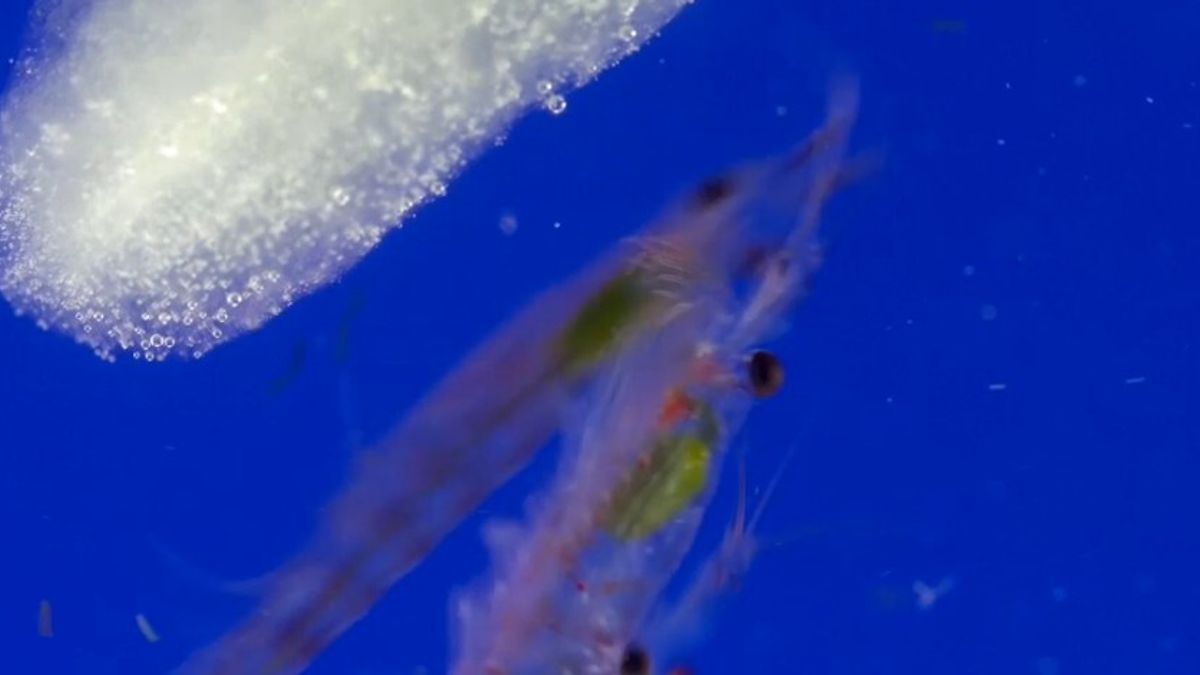 "Giù le mani dal Krill", il gamberetto che tiene in vita l'Antartide