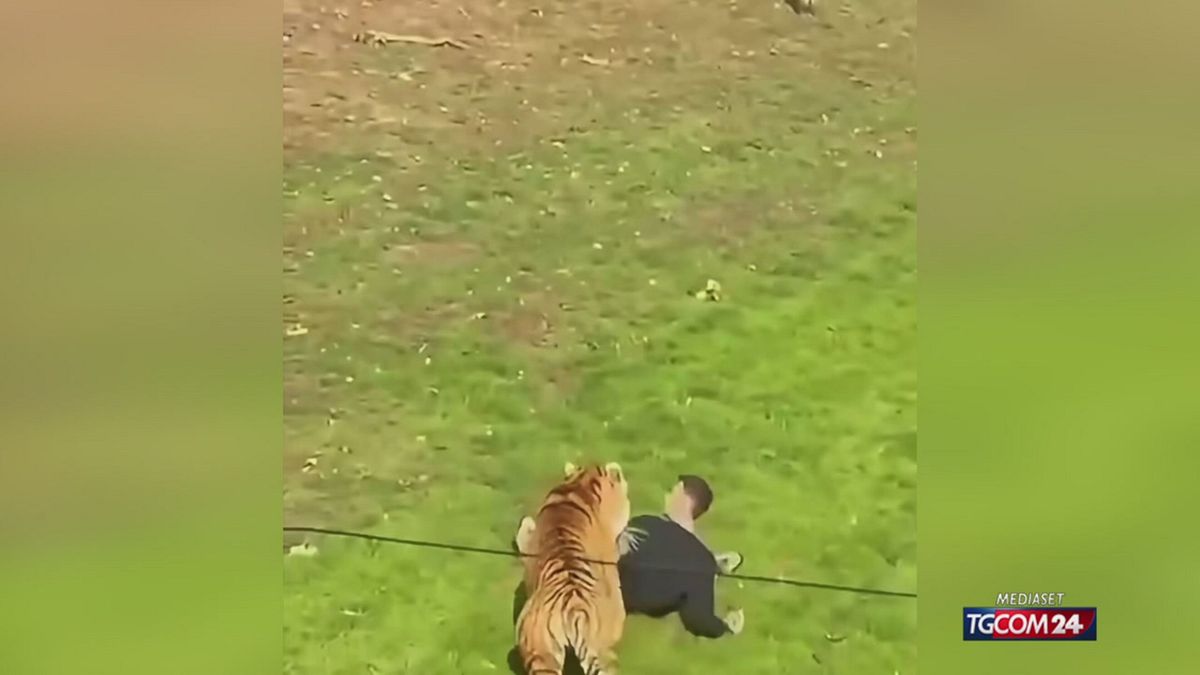 TIGRE PER SITO SRV