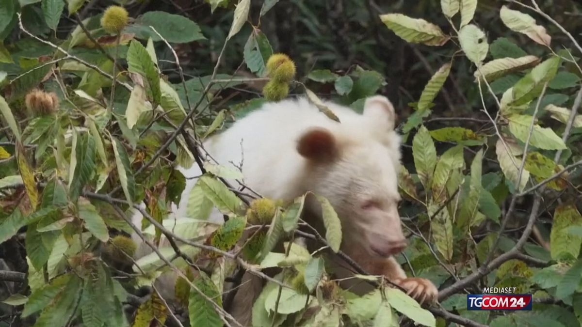 12.00 MCH CINA ORSO ALBINO MCH