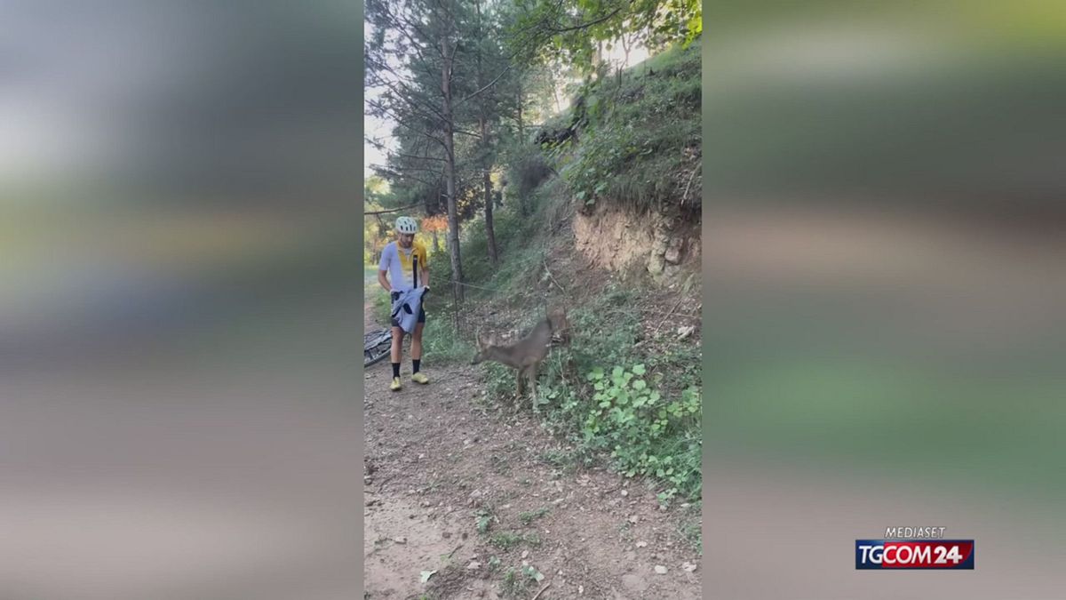 CERBIATTO PER SITO SRV