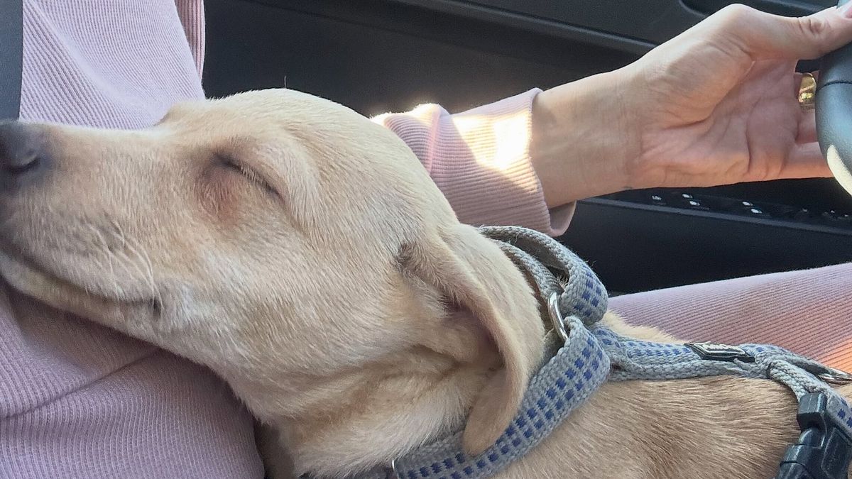 Giulietta, la nuova cagnolina di Silvia Provvedi