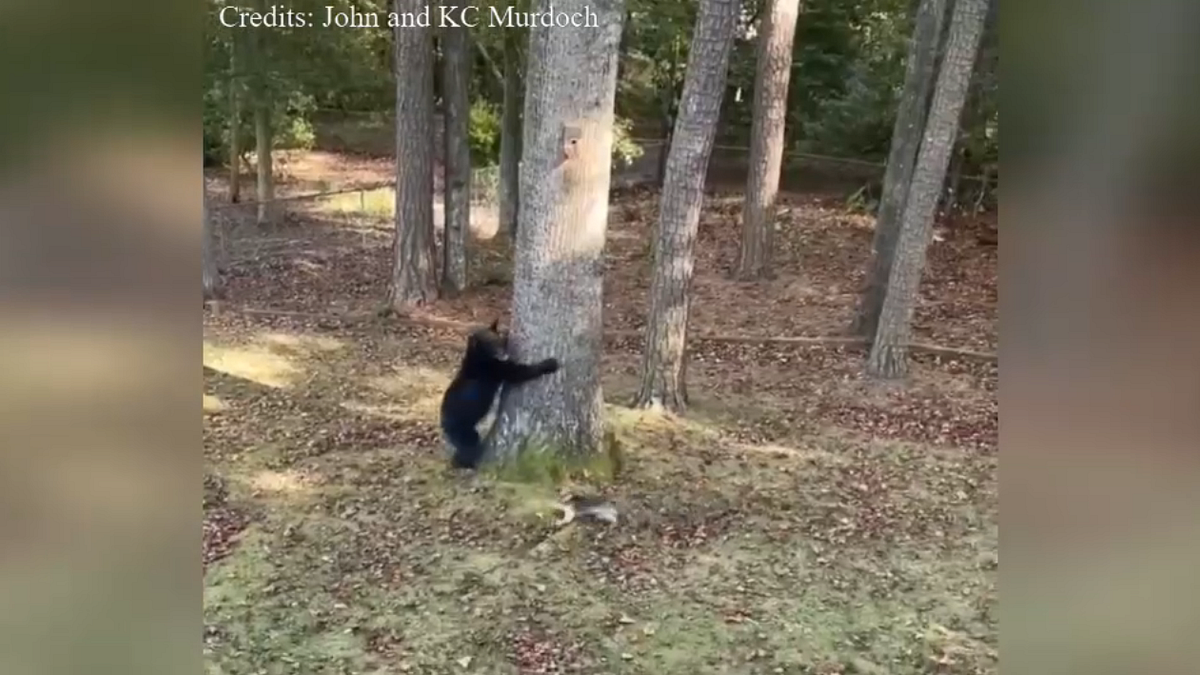 Cagnolino "sfida" un orso e lo costringe a rifugiarsi su un albero