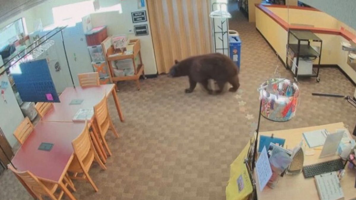California, le telecamere di sicurezza inquadrano un orso a passeggio in biblioteca