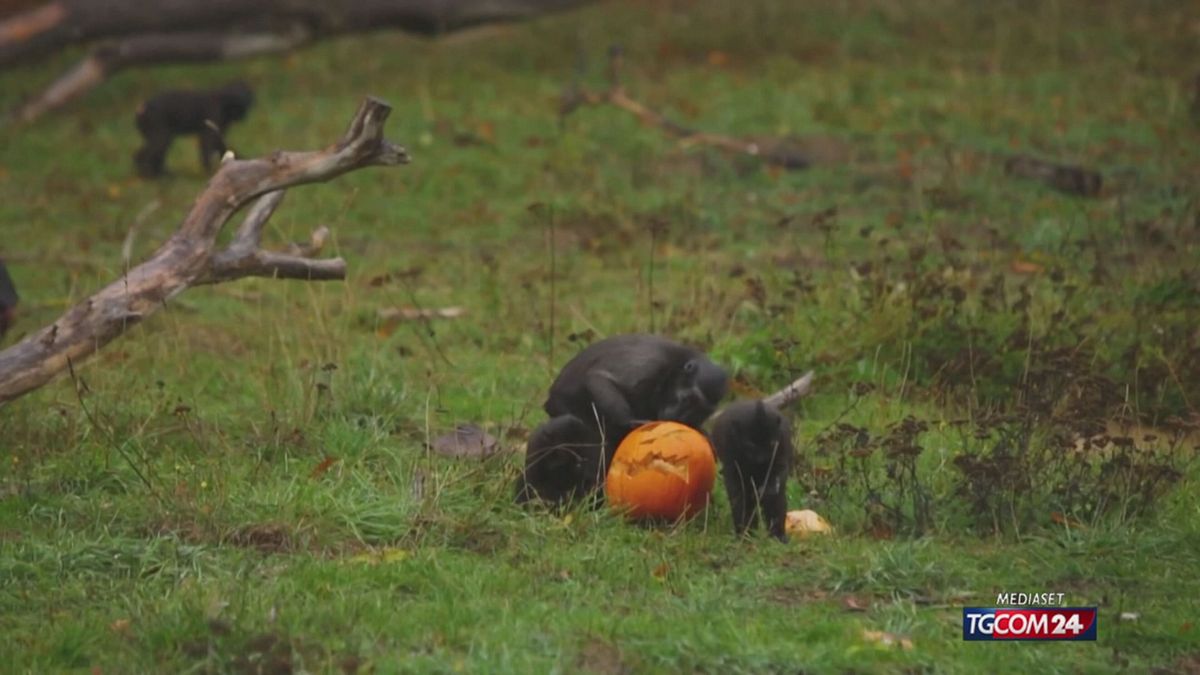 Inghilterra, macachi e rinoceronti festeggiano Halloween con le zucche