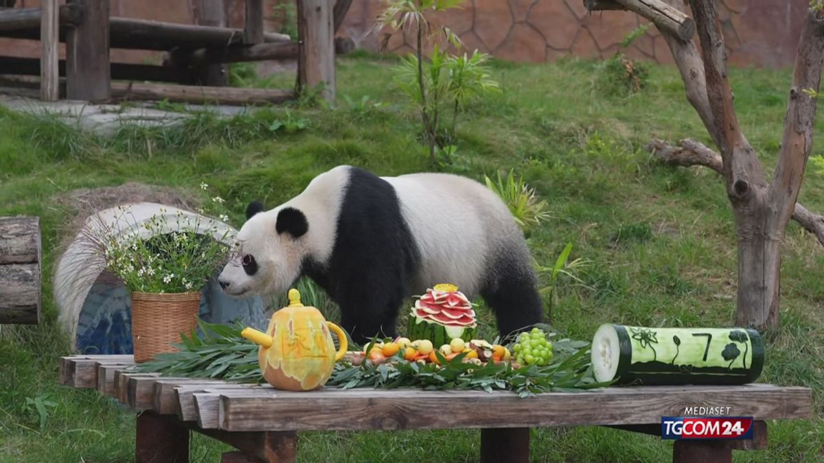 COMPLEANNO PANDA SRV
