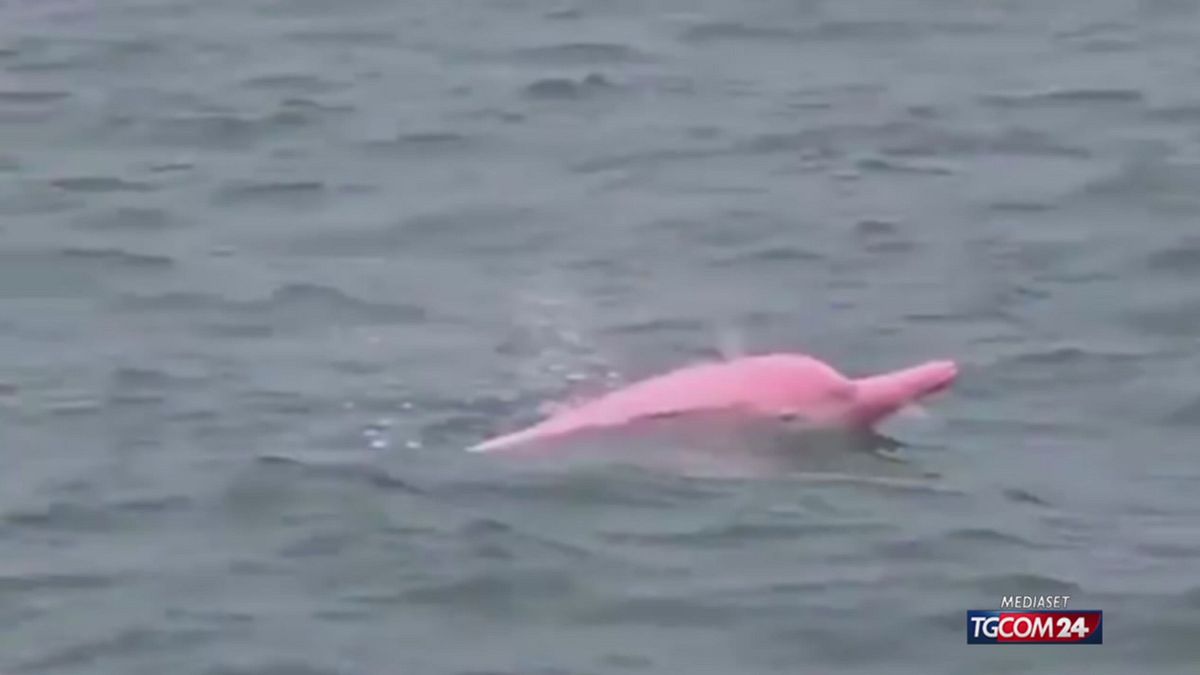 DELFINI ROSA SRV