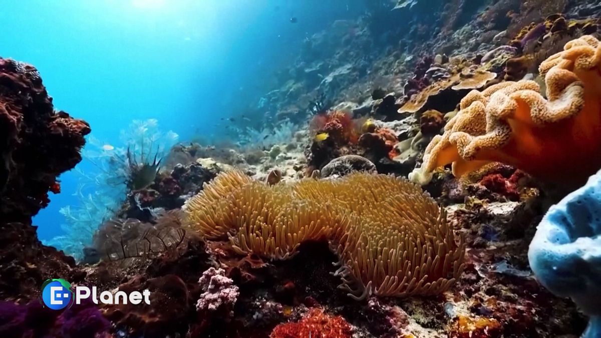 Cop17, agire per la natura