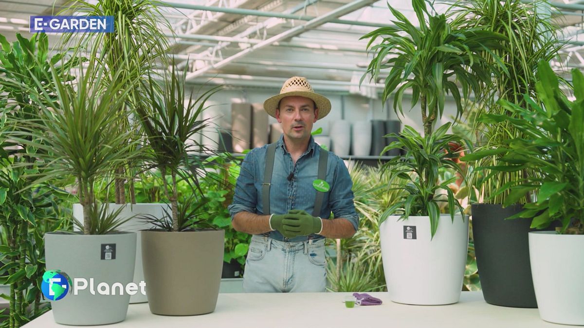E-Garden: Dracaena